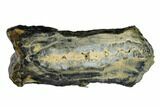 Mammoth Molar Slice with Case - South Carolina #165126-1